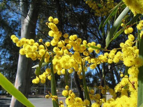 Australian National Flower Golden Wattle Australia National Flower