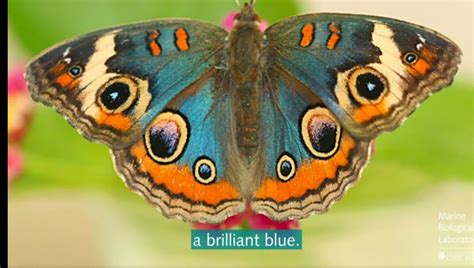 How Butterfly Wings Shift Their Color How Butterfly Wings Shift Their