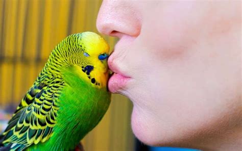 6 Fascinating Facts About Budgie Bird