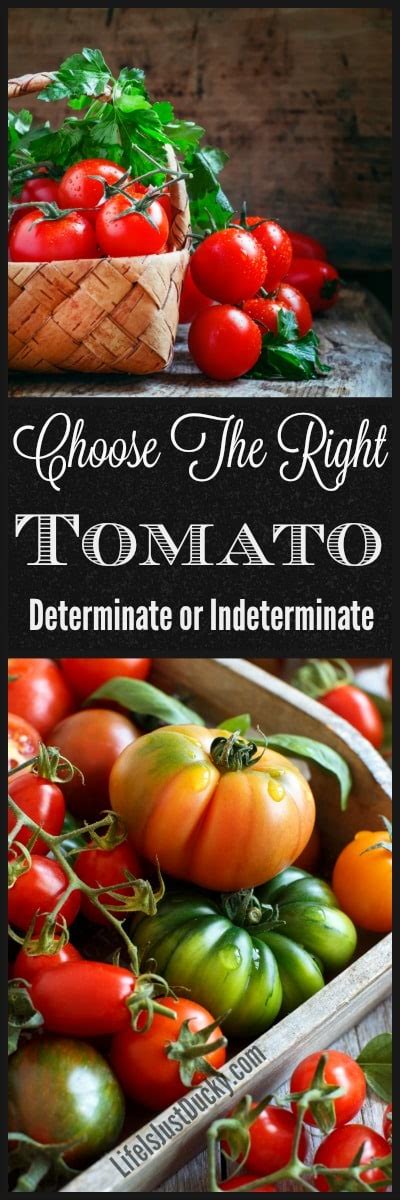 Tomato plants generally fall into two categories: Should You Grow Determinate Or Indeterminate Tomatoes ...