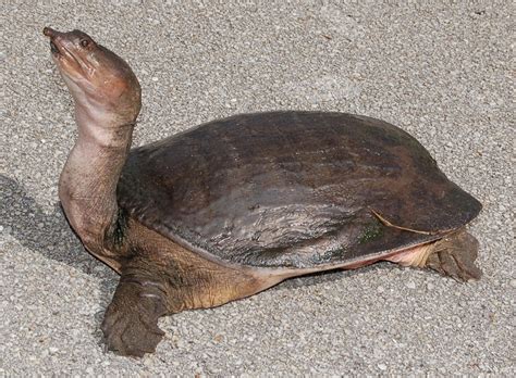 Florida Softshell Turtle Facts Habitat Diet Life Cycle Baby Pictures