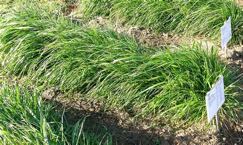 Perennial Ryegrass Pros And Cons Compared 42 Off