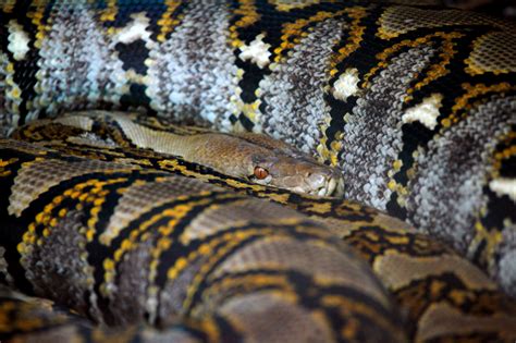 Large Snake Free Stock Photo Public Domain Pictures