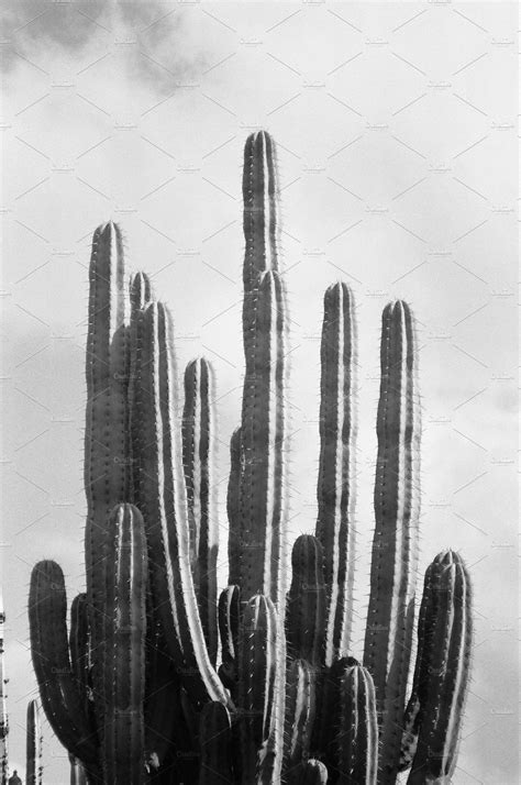 Cactus Black And White Photography High Quality Nature Stock Photos