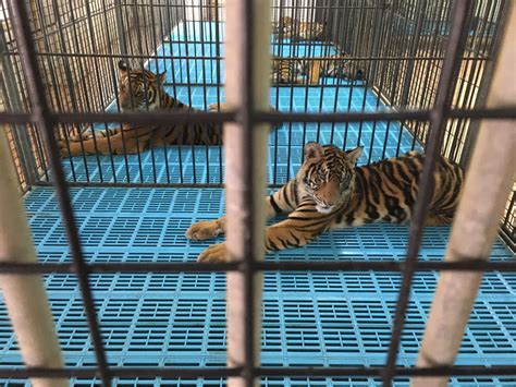 11 Facts About Tigers In The Wild And In Captivity World Animal
