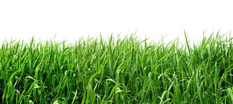 Collection Of Grass Png Pluspng