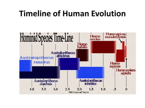 Human Evolution Timeline For Kids