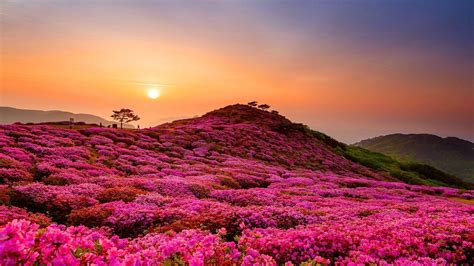 Pink Flower With Mountain Wallpapers Wallpaper Cave