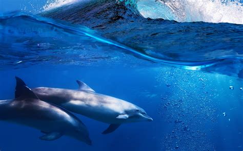 Wallpaper Animals Nature Underwater Ocean 2560x1600 Px