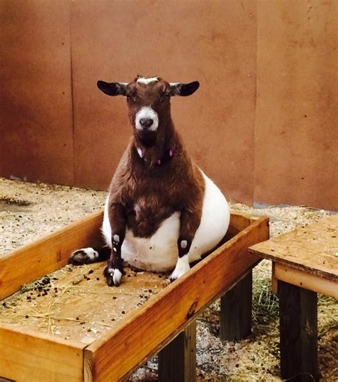 18 Goats You Cant Believe Even Exist