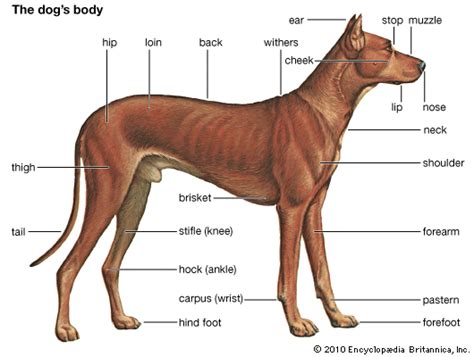 Artan Illustration Shows The Parts Of A Dogs Body Dogs Dog