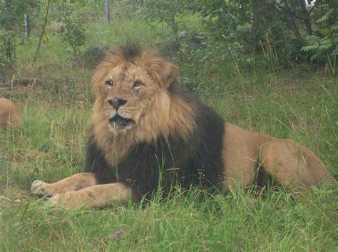 Erstes afrikanisches restaurant in wiesbaden eure meinung dazu auf: Skansen parken — over 1,000,000 vacation rentals and ...