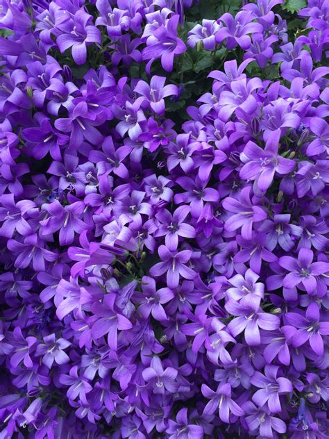 Wallpaper Pastel Purple Aesthetic Flowers Download Free Mock Up