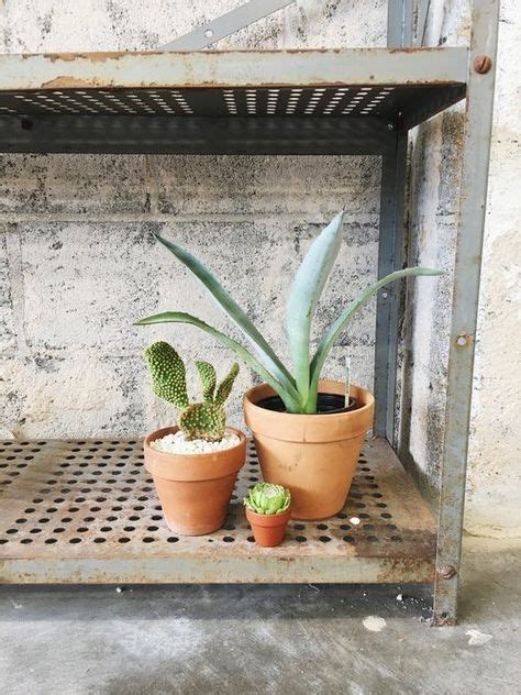 Luckily, once you understand their needs, you'll. How Much and How Often to Water Succulents | Succulents ...