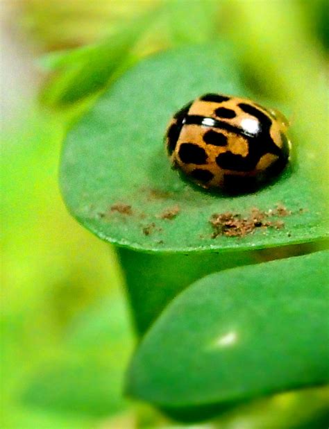Ladybird Colors Reveal Their Toxicity To Predators Says New Research