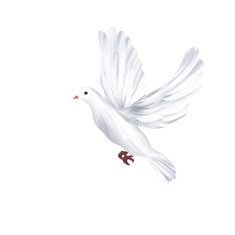 White Dove Png Pic Png All Png All