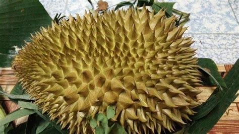 Padahal pede itu modal penting untuk lo bergaul, apalagi buat ngedeketin cewek. Petua Hilangkan Panas Badan Selepas Makan Durian | SINAR