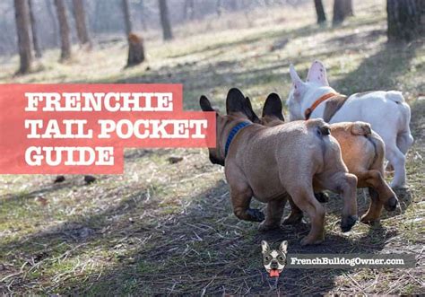 The dog should be inspected thoroughly throughout his life. French Bulldog Tail Pocket: Cleaning, Infections, & Problems