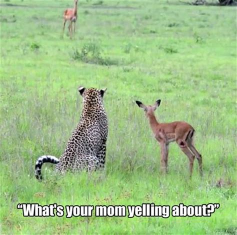 20 Funny Animal Jokes And Memes Quotes And Humor