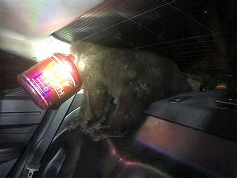Bear Cub Rescued In Colorado After Getting Head Stuck In Protein Bottle The Independent The