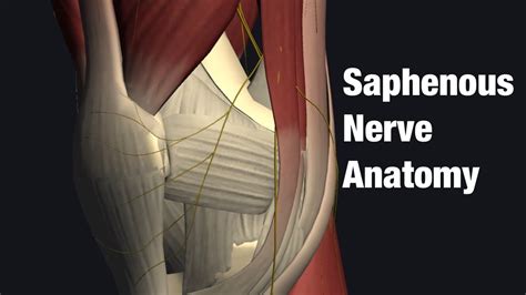Anatomy Of Saphenous Nerve English Youtube