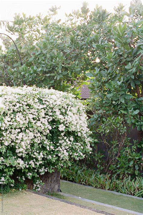 A White Blooming Bougainvillea Hedge In A Lush Tropical Garden By