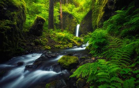 Wallpaper Forest River Stream Waterfall Oregon Fern Oregon