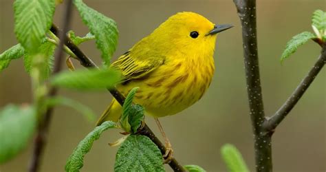 Yellow Warbler Bird Species Yellow