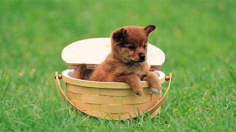 X Cute Puppy Hd Background Coolwallpapers Me