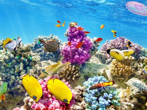 Download Wallpaper Underwater World Coral Reef Tropical