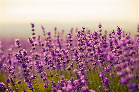 Check spelling or type a new query. Purple Lavender Flowers Jigsaw Puzzle Game - PuzzleMobi