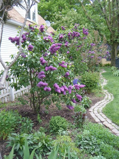Lilac Bush In Back Yard Island Colorado Xeriscape Lilac Great For