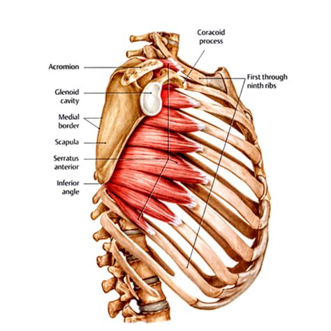 Serratus Anterior Muscle Pt Master Guide