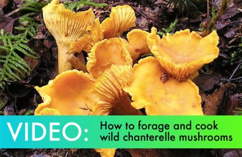 Video How To Find And Cook Delicious Chanterelle Mushrooms In A Forest