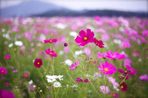 Ces jolies fleurs qui poussent dans les champs ou au fond de nos jardins sont pleines de surprise : Fonds d'écran Fleurs Roses