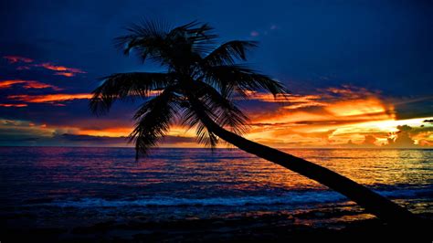 Tropical Sunset Beach Palm Tree Ocean Waves Sky Clouds