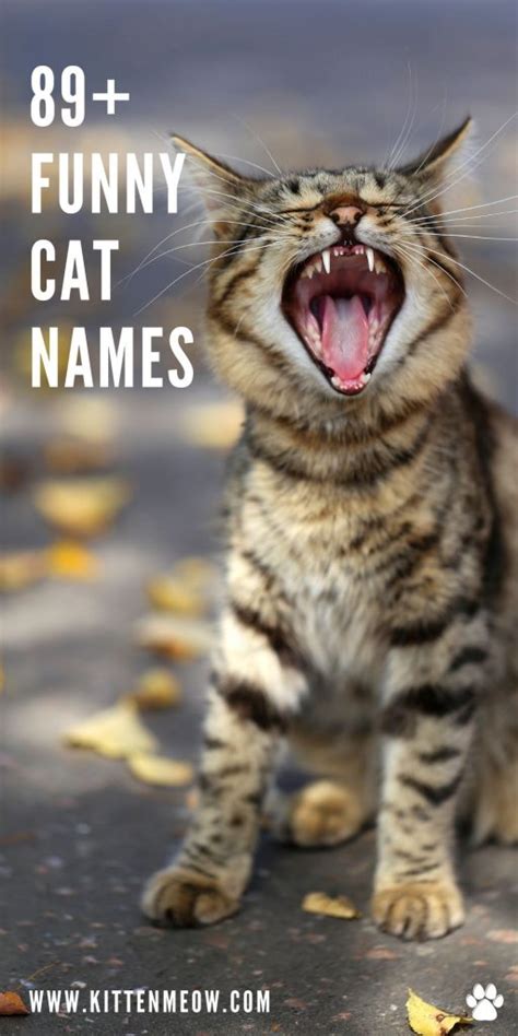 Funny Cat Names 89 Best And Cute Ideas Kittenmeow