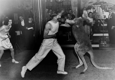 Kangaroo Boxing 20 Bizarre And Disturbing Vintage Photos