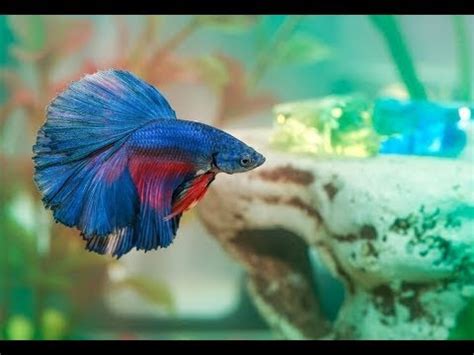 In extreme situations, most bettas can live without food for up to 14 days. How long can betta fish survive without food - YouTube