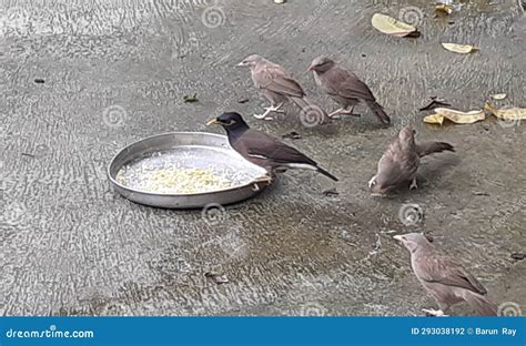 Common Indian Myna Bird Eating Food Stock Photo Image Of Portrait