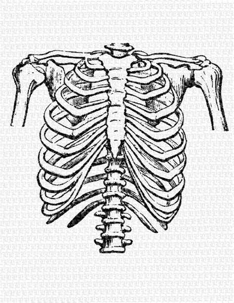 Printable Rib Cage Template