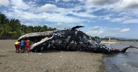 This Dead Whale Sculpture In The Philippines Will Remind