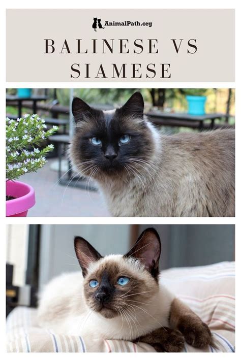 What Are The Differences Between Balinese And Siamese Cats