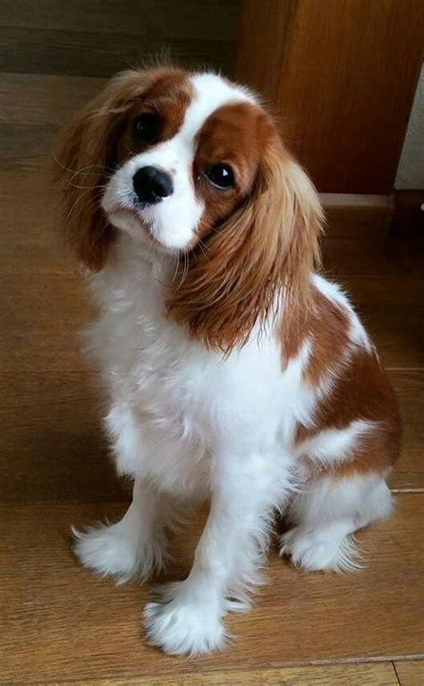 Cavalier King Charles Spaniel Dog Breed History And Some Interesting