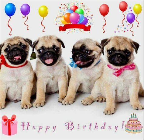Happy Birthday Pugs Birthday Pug Happy Birthday Dog Pug Puppies
