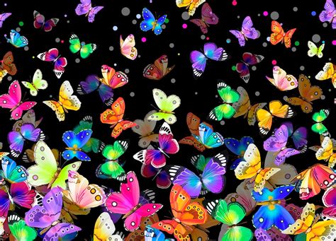 Bright And Colorful Butterflies Hd Wallpaper Background