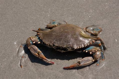Blue Claw Crab Stock Image Image Of Crawling Animal 25137593
