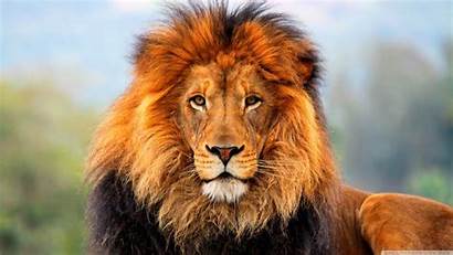 Lion Awesome Wallpapers Backgrounds Freecreatives