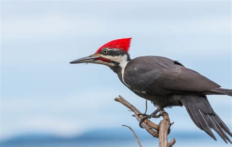 7 Curiosidades De Los Pájaros Carpinteros Mis Animales