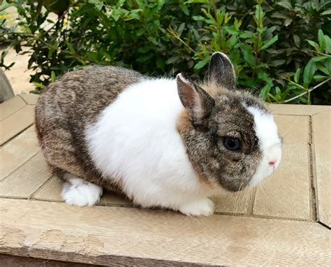 Netherland Dwarf rabbit Rabbits For Sale | Norco, CA #220141